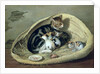 Cat with Her Kittens in a Basket by Samuel de Wilde