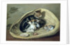 Cat with Her Kittens in a Basket by Samuel de Wilde