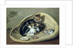 Cat with Her Kittens in a Basket by Samuel de Wilde