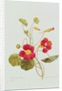 Nasturtium by Pierre Joseph Redouté