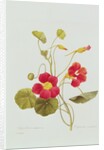 Nasturtium by Pierre Joseph Redouté