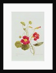 Nasturtium by Pierre Joseph Redouté