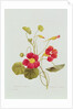 Nasturtium by Pierre Joseph Redouté