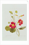 Nasturtium by Pierre Joseph Redouté