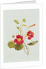 Nasturtium by Pierre Joseph Redouté