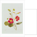 Nasturtium by Pierre Joseph Redouté
