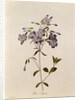 Phlox reptans by Pierre Joseph Redouté