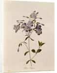 Phlox reptans by Pierre Joseph Redouté