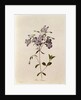 Phlox reptans by Pierre Joseph Redouté