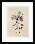 Phlox reptans by Pierre Joseph Redouté