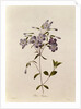 Phlox reptans by Pierre Joseph Redouté
