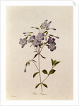 Phlox reptans by Pierre Joseph Redouté