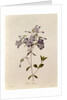 Phlox reptans by Pierre Joseph Redouté