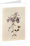 Phlox reptans by Pierre Joseph Redouté