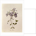 Phlox reptans by Pierre Joseph Redouté