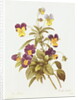 Viola Tricolour by Pierre Joseph Redouté