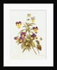 Viola Tricolour by Pierre Joseph Redouté