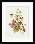 Viola Tricolour by Pierre Joseph Redouté
