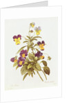Viola Tricolour by Pierre Joseph Redouté