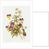 Viola Tricolour by Pierre Joseph Redouté
