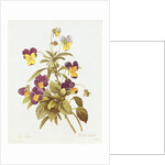 Viola Tricolour by Pierre Joseph Redouté
