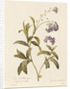 Forget-me-not by Pierre Joseph Redouté