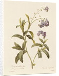 Forget-me-not by Pierre Joseph Redouté