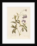 Forget-me-not by Pierre Joseph Redouté