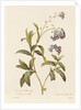 Forget-me-not by Pierre Joseph Redouté