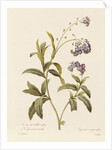 Forget-me-not by Pierre Joseph Redouté