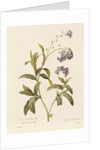 Forget-me-not by Pierre Joseph Redouté