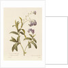 Forget-me-not by Pierre Joseph Redouté