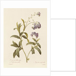 Forget-me-not by Pierre Joseph Redouté
