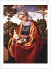The Virgin and Child by Andrea Previtali