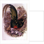 Pharomachrus Mocinno by John & Hart William Gould