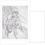 Gliding Possums by John Gould