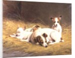 A Terrier with Three Puppies by Gabrielle Rainer-Istuanty