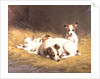 A Terrier with Three Puppies by Gabrielle Rainer-Istuanty