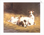 A Terrier with Three Puppies by Gabrielle Rainer-Istuanty