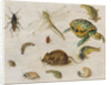 A Study of Insects, Sea Creatures and a Mouse by Jan the Younger Brueghel