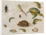 A Study of Insects, Sea Creatures and a Mouse by Jan the Younger Brueghel
