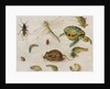 A Study of Insects, Sea Creatures and a Mouse by Jan the Younger Brueghel