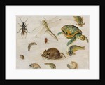 A Study of Insects, Sea Creatures and a Mouse by Jan the Younger Brueghel