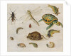 A Study of Insects, Sea Creatures and a Mouse by Jan the Younger Brueghel