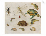 A Study of Insects, Sea Creatures and a Mouse by Jan the Younger Brueghel