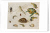 A Study of Insects, Sea Creatures and a Mouse by Jan the Younger Brueghel