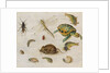 A Study of Insects, Sea Creatures and a Mouse by Jan the Younger Brueghel
