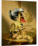 An African Grey and an Orange Winged Amazon Parrot on a Perch with Grapes by Jacob Fransz van der Merck