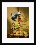 An African Grey and an Orange Winged Amazon Parrot on a Perch with Grapes by Jacob Fransz van der Merck