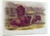American Bison or Buffalo by John James Audubon